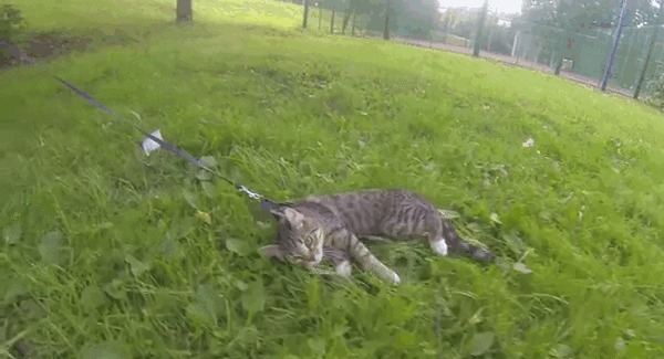 600x325, 55 Kb / кот, поводок