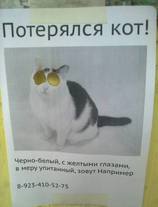 535x700, 65 Kb / котэ, объявление