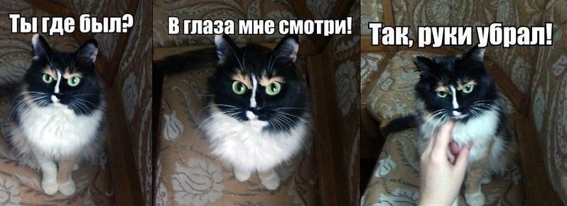 798x291, 61 Kb / котэ, брови