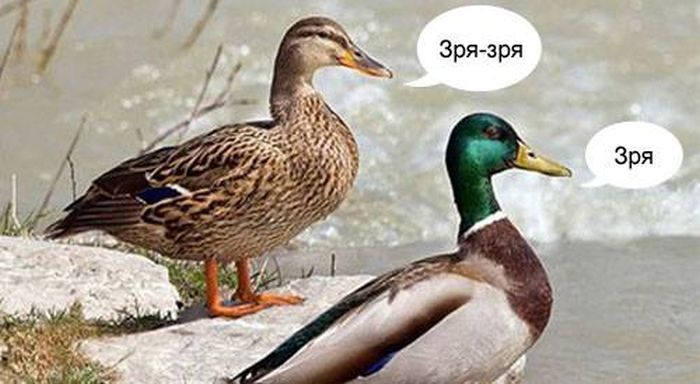 700x384, 48 Kb / утки, зря