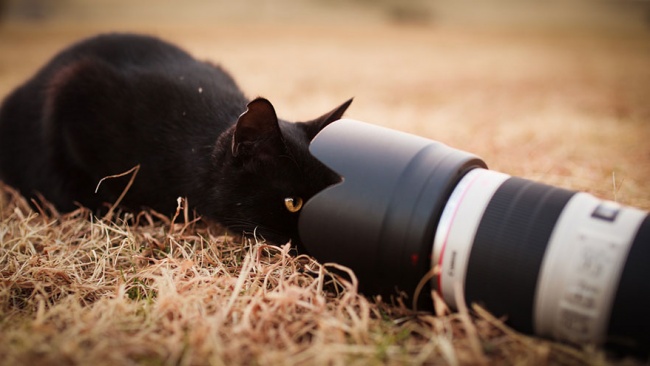 650x366, 68 Kb / котэ, фотоаппарат