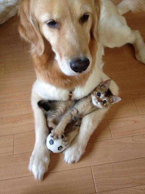 480x640, 35 Kb / собака, котёнок, мячик