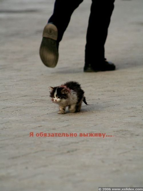 500x669, 42 Kb / котёнок, одиночество, надежда