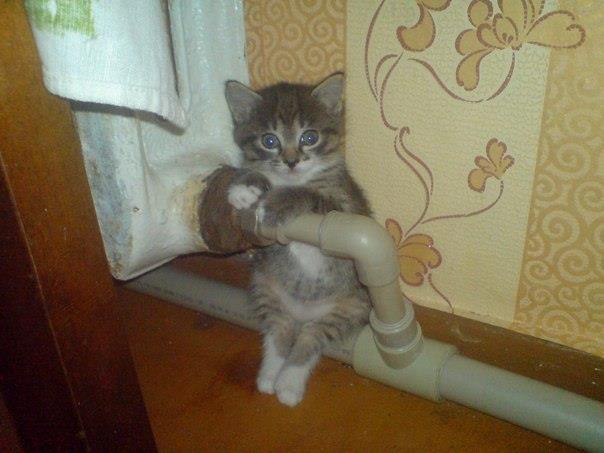 604x453, 36 Kb / котёнок, батарея, сидит