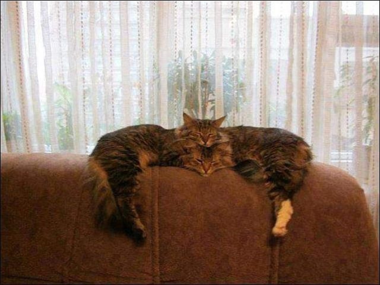 1280x960, 227 Kb / коты, диван, окно