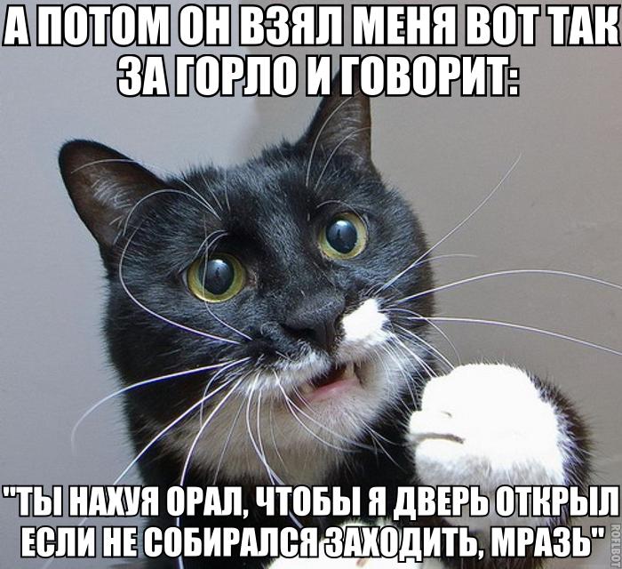 700x640, 82 Kb / Кот, испуг