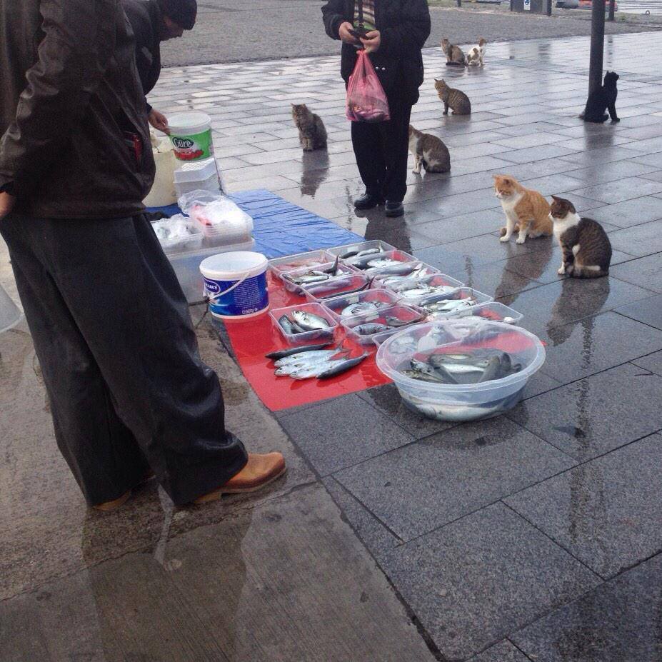 927x927, 138 Kb / рыба, котэ, кошки, ожидание, продавцы