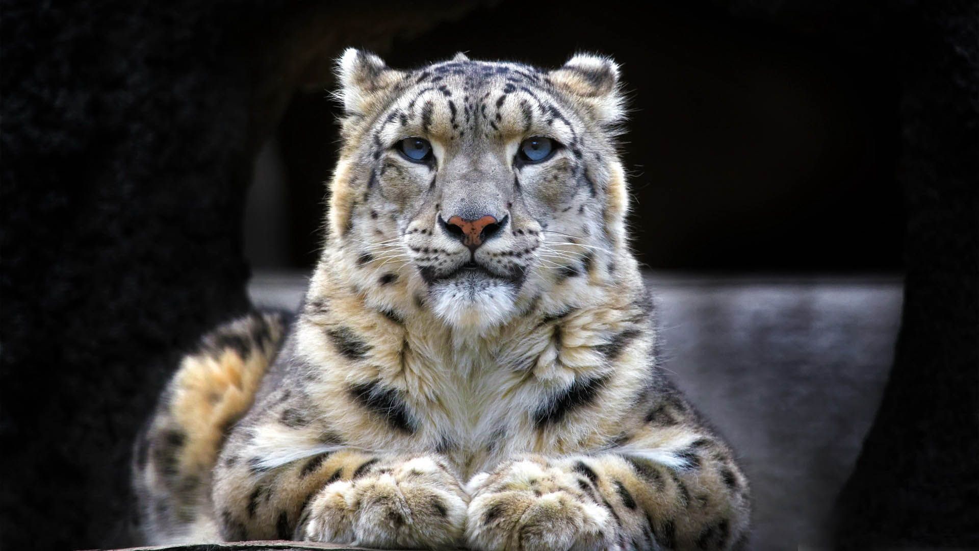 1920x1080, 182 Kb / снежный леопард, снежный барс, ирбис,  snow leopard