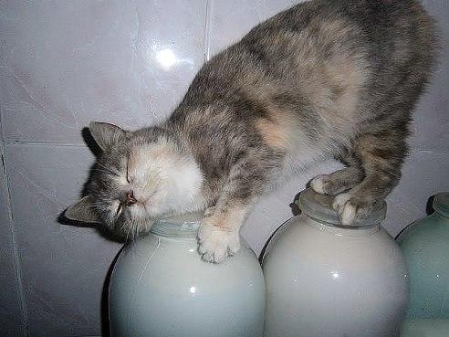 492x369, 33 Kb / котэ, банки, молоко, Матроскин