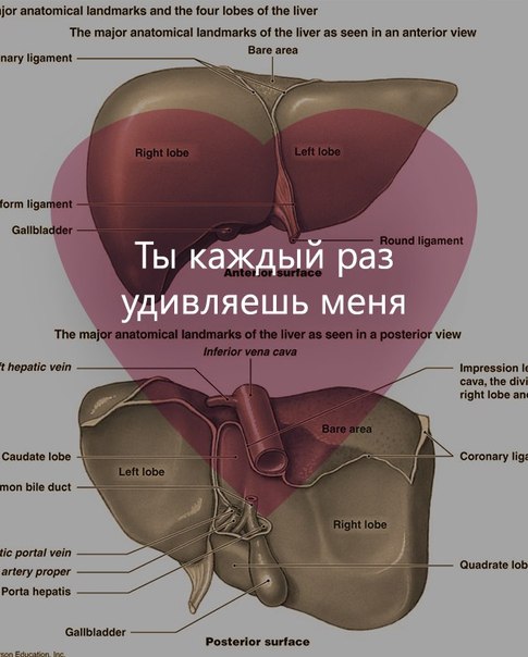 485x604, 54 Kb / печень, удиваляет, валентинка