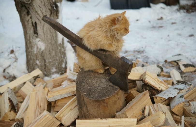 811x527, 134 Kb / топор, дрова, кот