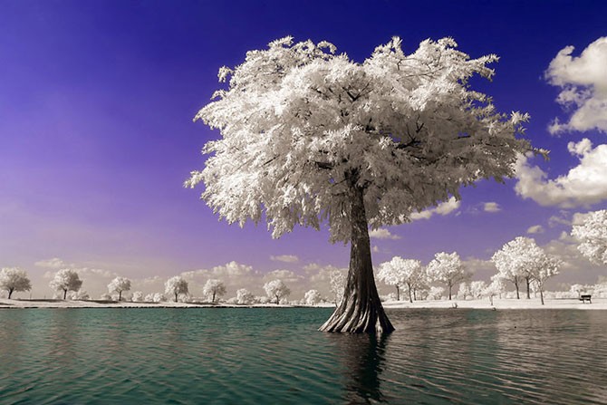 670x447, 81 Kb / Дерево, вода, берег, белое, инфракрасная, фотография