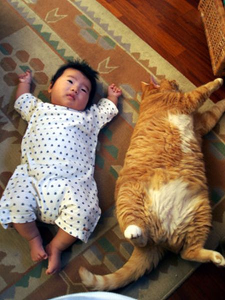 450x599, 49 Kb / ребёнок, кот