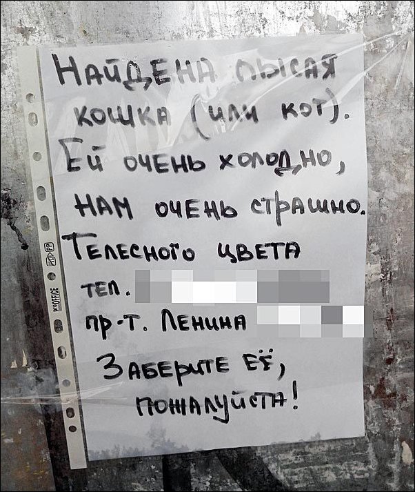 602x713, 110 Kb / Объявление, лысая, кошка, стена, мультифора, файл