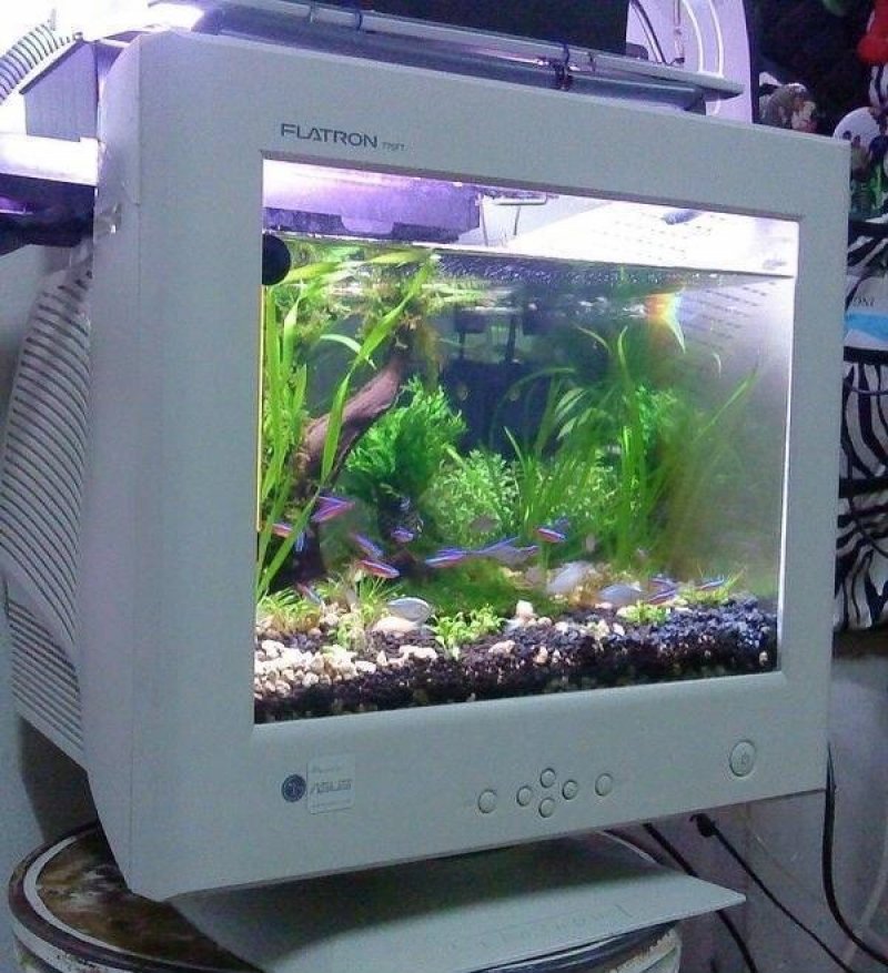 800x877, 131 Kb / Аквариум, монитор