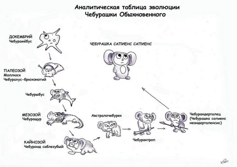 800x563, 55 Kb / чебурашка, сапиенс, эволюция