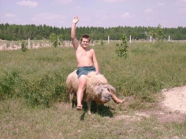 640x480, 59 Kb / свинья, наездник