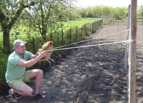 604x437, 107 Kb / курица, рогатка, энгри бердс, angry birds