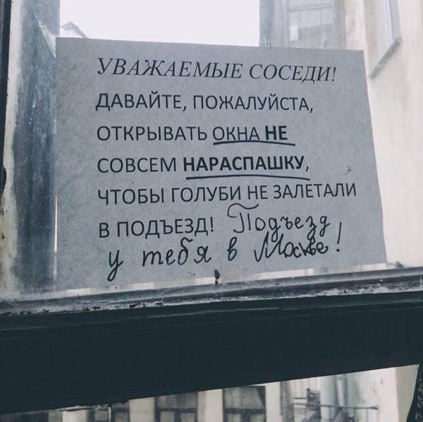 600x598, 45 Kb / соседи, москва, подъезд, голуби, окна