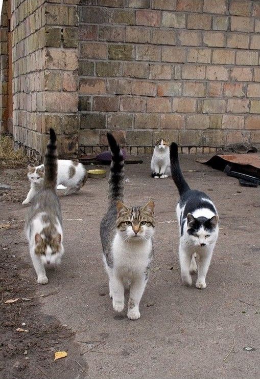 509x740, 105 Kb / коты, три, трое
