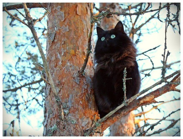 604x458, 88 Kb / котэ, дерево