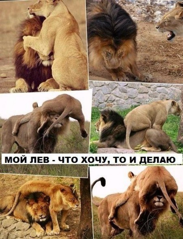 640x835, 169 Kb / лев, львица, подкаблучник