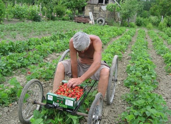 591x429, 135 Kb / Сбор, клубника, тележка,