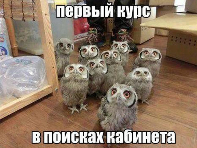 640x480, 289 Kb / Совы, студенты