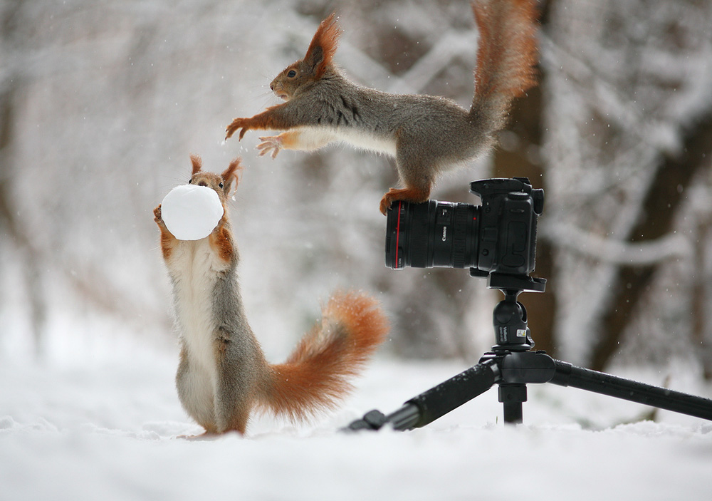 1000x703, 173 Kb / белки, снежок, фотоаппарат, штатив