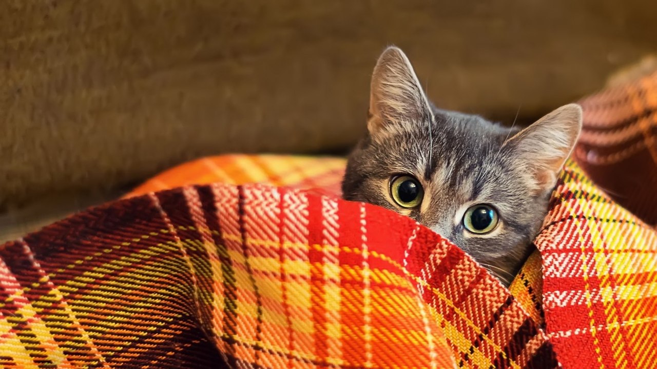 1280x720, 185 Kb / кот, плед, одеяло
