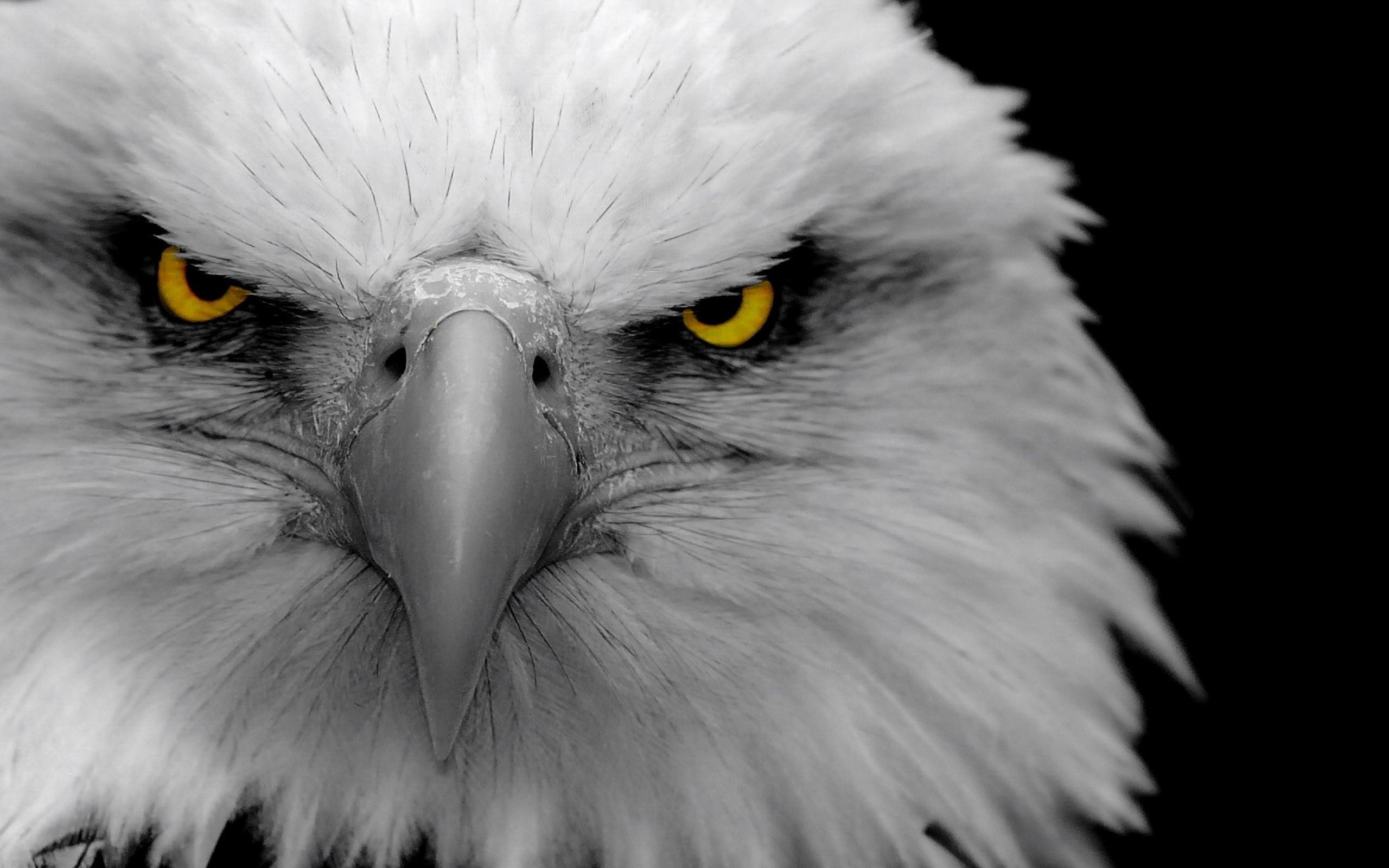 2560x1600, 248 Kb / Орёл, клюв, взгляд