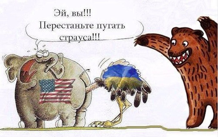 699x439, 95 Kb / политота, слон, страус, медведь