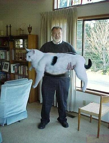 384x502, 47 Kb / фотошоп, кот, огромный, мужик
