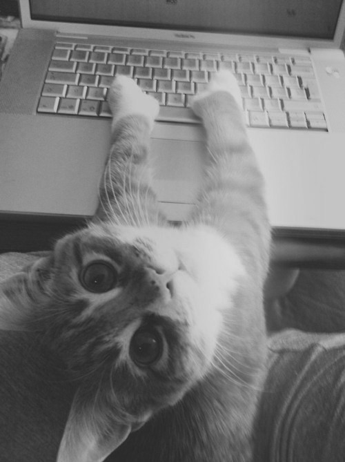 500x669, 54 Kb / кот, ноутбук, клавиатура