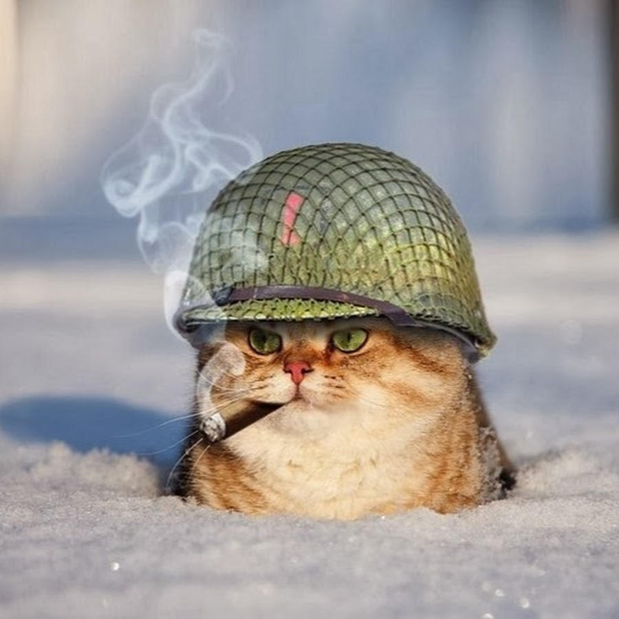 900x900, 84 Kb / каска, сигара, кот, кошка, снег