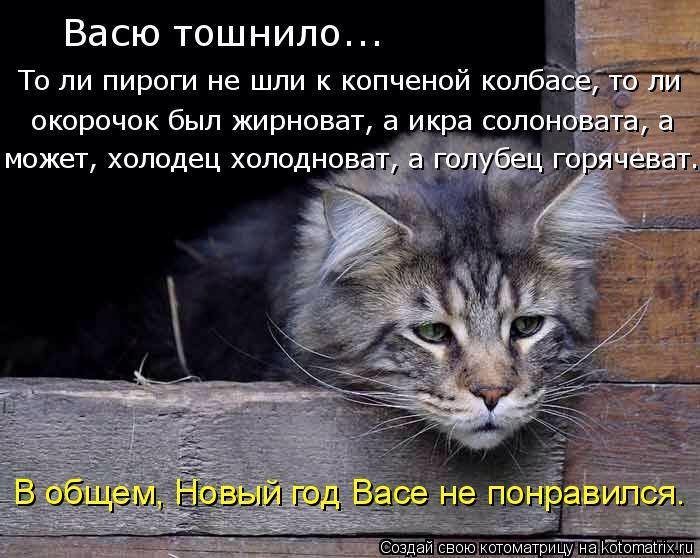 700x558, 64 Kb / кот, Вася, НГ, тошнило