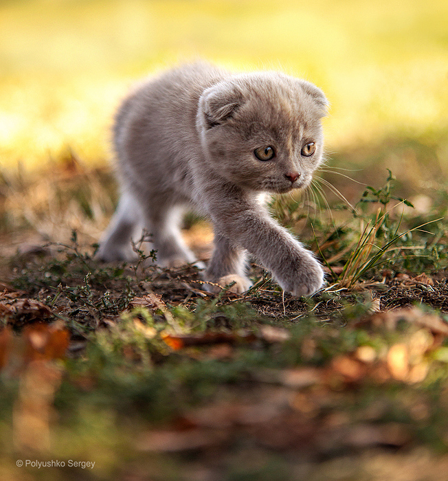 652x700, 375 Kb / котик, киска, лес, трава