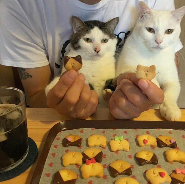 595x592, 71 Kb / коты, печенье, шоколад