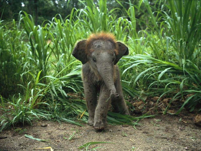 800x600, 101 Kb / слонёнок, слоник, тростник