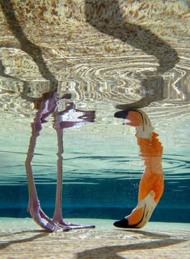 627x852, 147 Kb / фламинго, вода