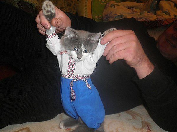 600x450, 53 Kb / котенок, вышиванка