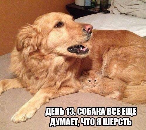 499x442, 43 Kb / пёс, собака, шерсть, котёнок