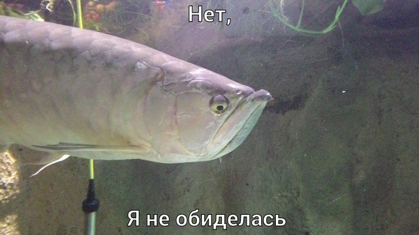 600x337, 45 Kb / рыба, обида, мимика
