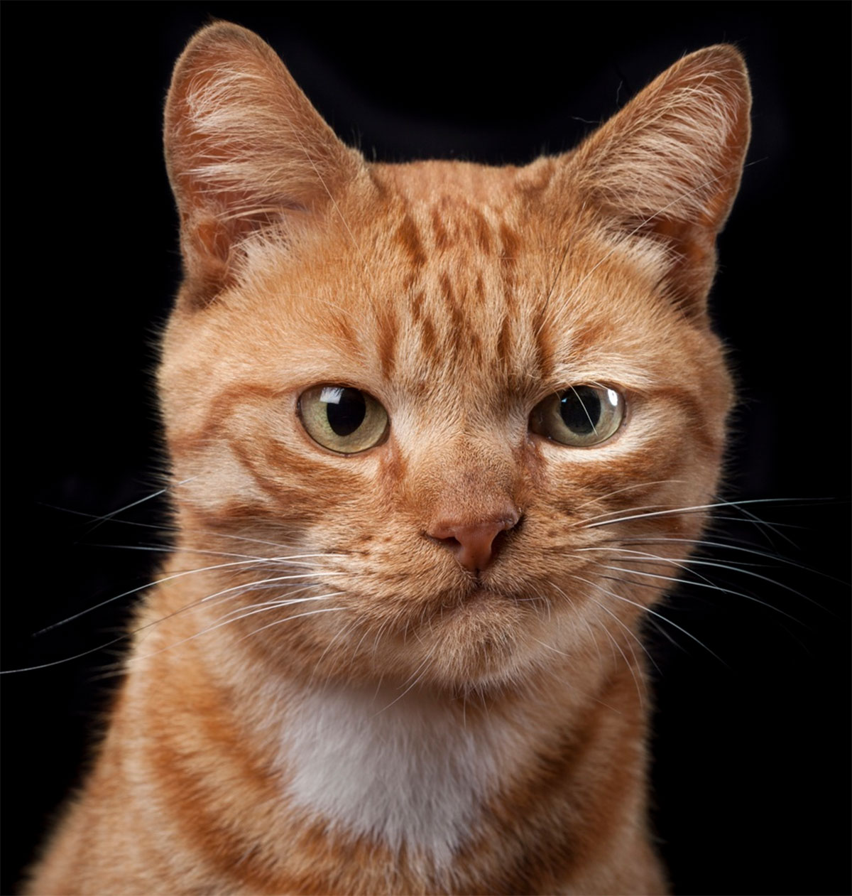 1200x1261, 218 Kb / кот, рыжий, ухмылка