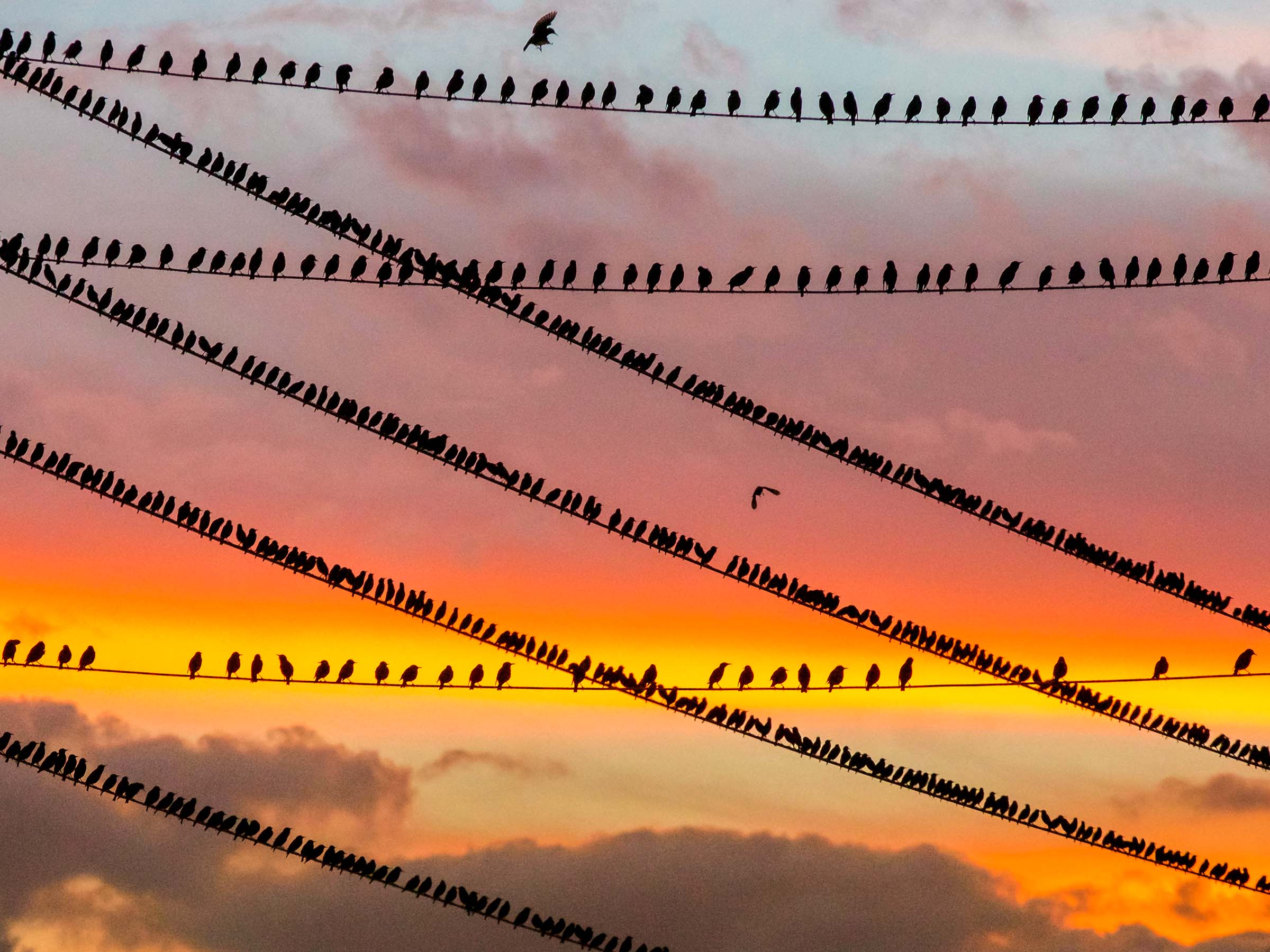 2400x1800, 320 Kb / провода, птицы, небо, закат