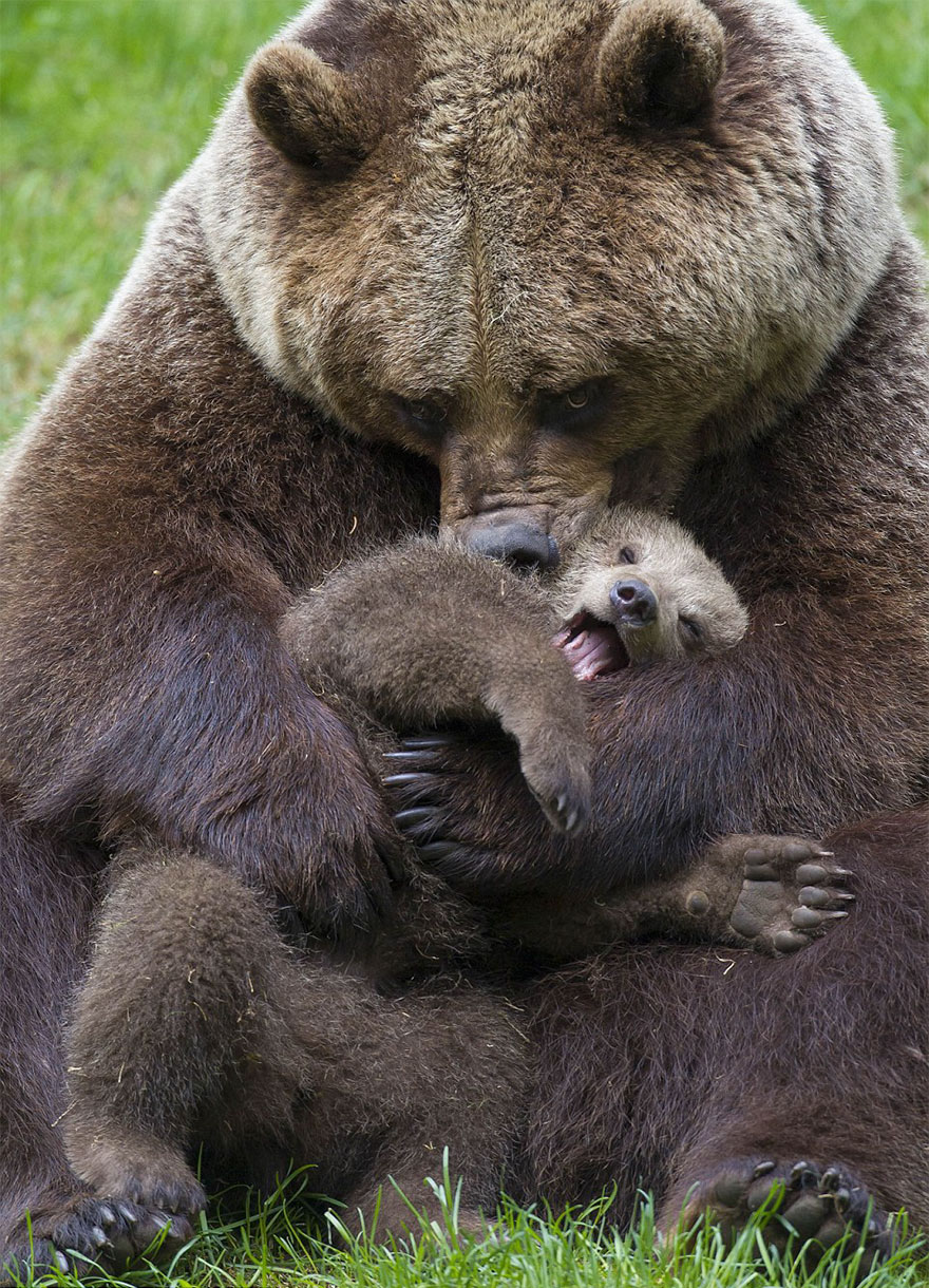 880x1220, 371 Kb / медведица, медвежонок, трава