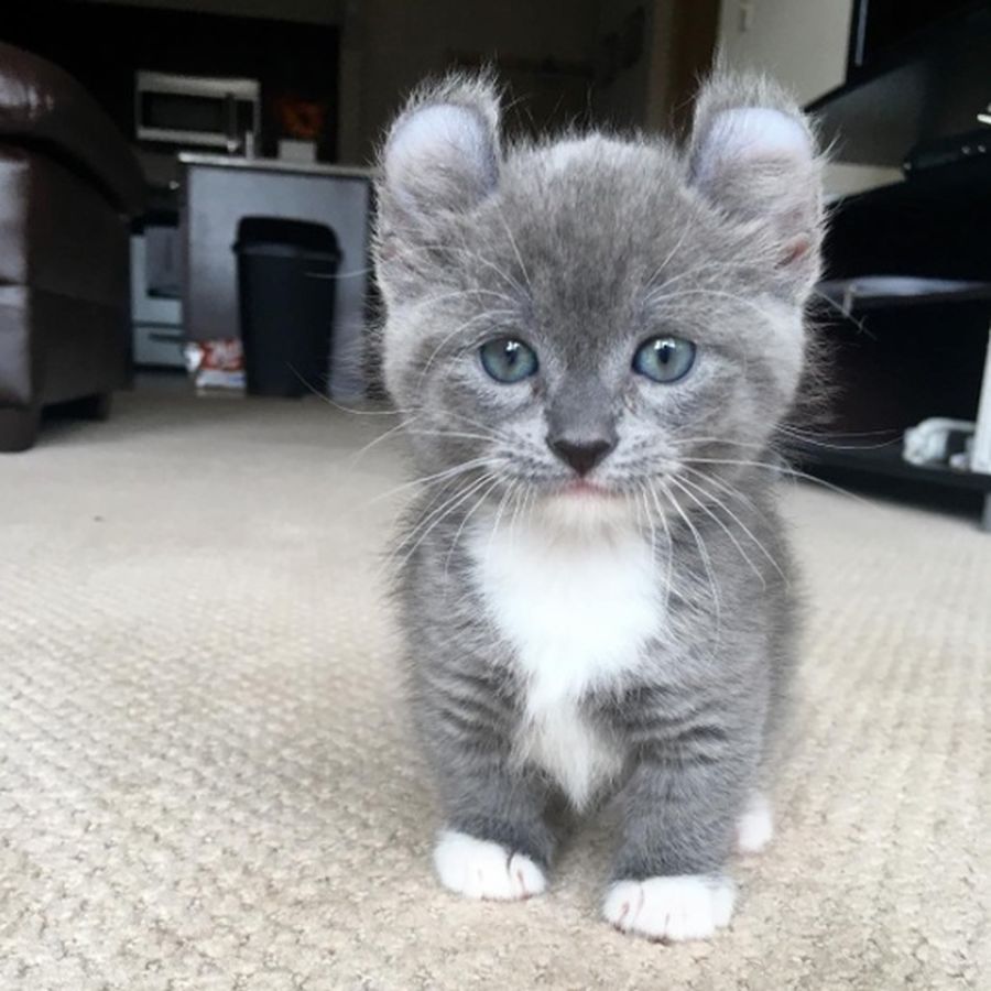 900x900, 93 Kb / ковер, котенок, мебель