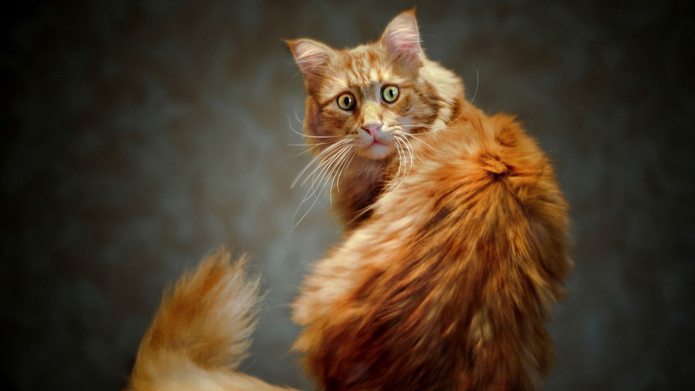 1366x768, 112 Kb / кот, рыжий, муррзик