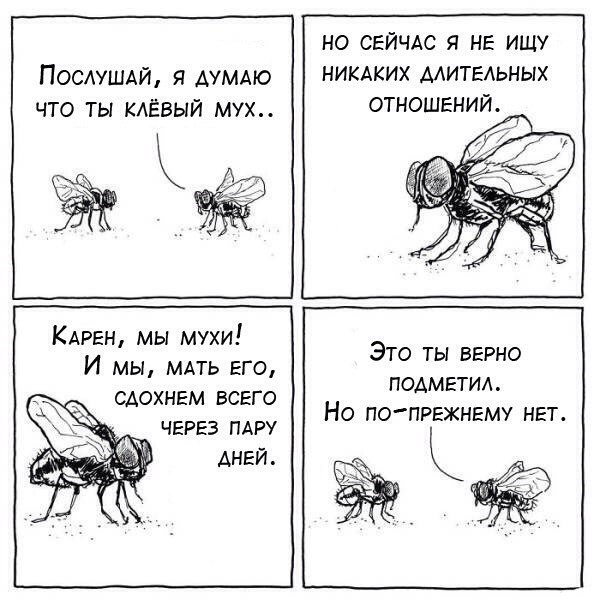 600x600, 72 Kb / мухи, отношения, нет
