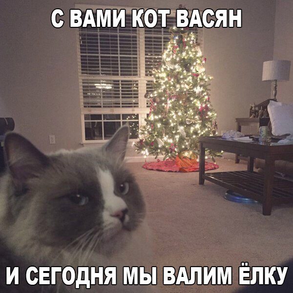 600x600, 74 Kb / кот, Васян, ёлка, валим, ёлку